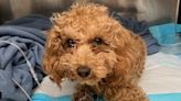 Rocket, mini poodle viciously abused by owner in Manhattan park, is on the mend