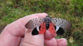 Spotted lanternfly confirmed in Monroe County