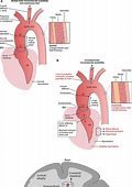 Image courtesy of ahajournals.org