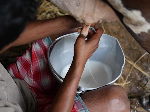 Maharashtra’s milk subsidy, its effects and its political fallout