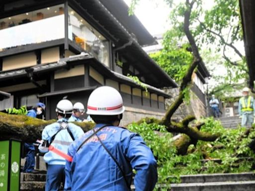 清水寺旁！京都景點「產寧坂」百年櫻花樹倒塌 砸傷6旬觀光客│TVBS新聞網