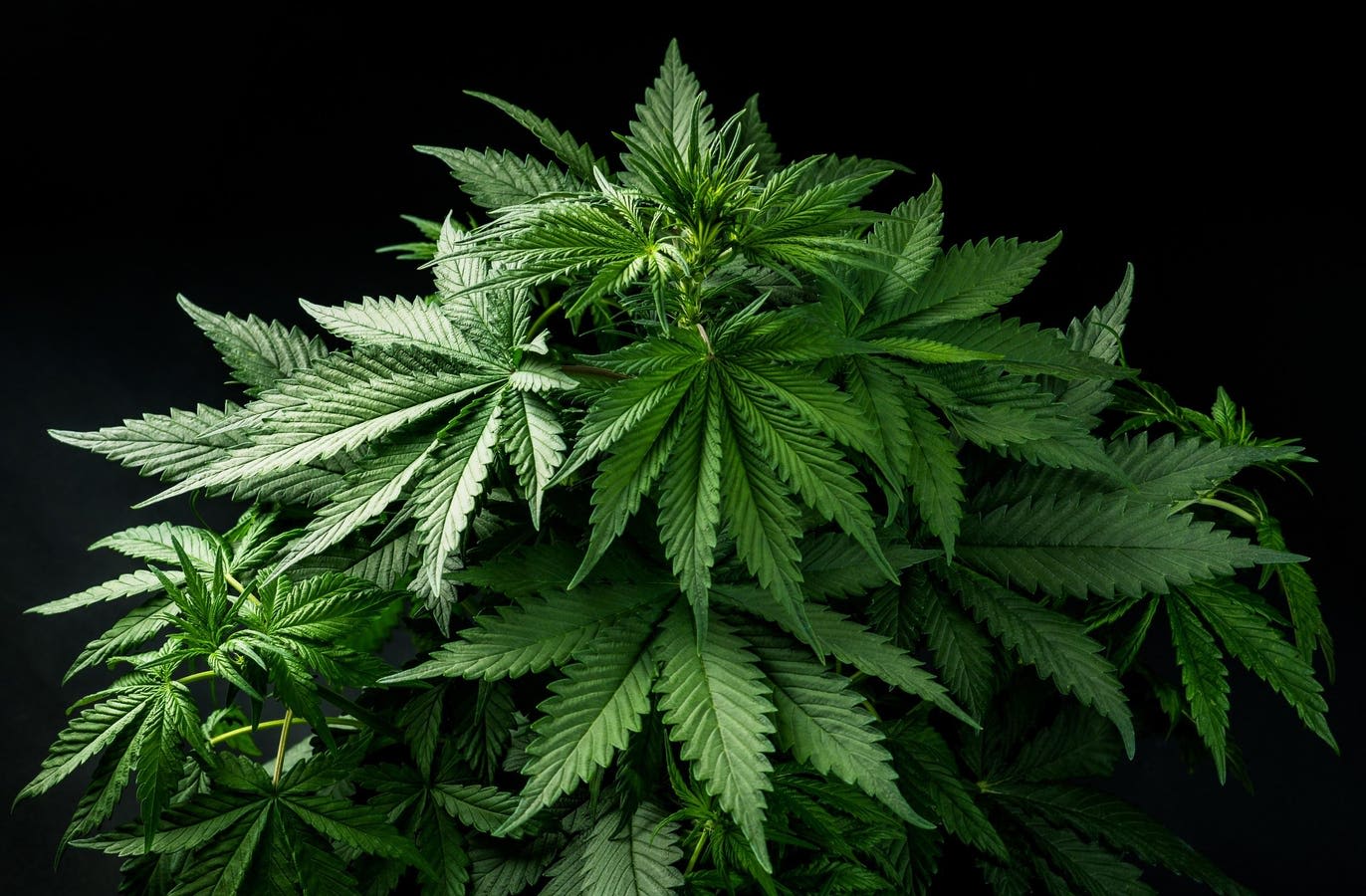 New Hampshire House And Senate To Hash Out Marijuana Legalization Bill