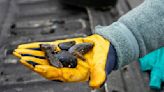 Qawalangin Tribe works to reintroduce blue mussels as safe local food source