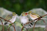 White-eye