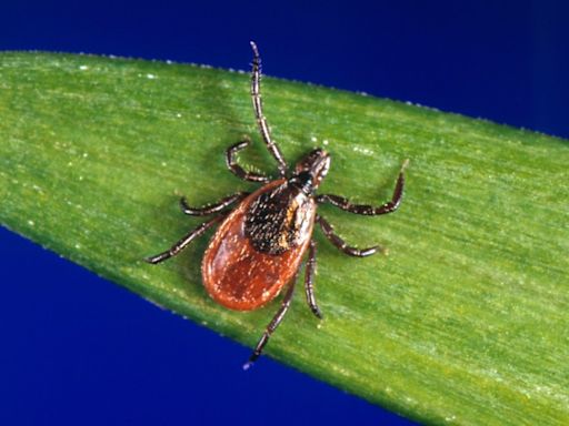 As ticks spread, the US is getting smart about reporting infections and seeing the true extent of Lyme disease