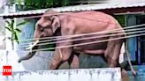 Wild Tusker Roaming Gobichettipalayam Town Instills Fear Among Residents | Coimbatore News - Times of India