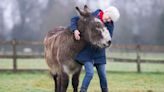 Wanted: new best friend forever for Harold the donkey (must be a goat)