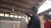 逛壽山動物園慘遭「獼猴軍團」盯上！劫嬰兒車翻包 遊客想制止還被瞪