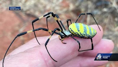 Joro spiders on the move: They are big, bright and showy, but are they dangerous?