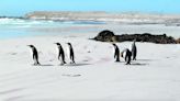 Malvinas: viaje al reino de los pingüinos que pescan en las aguas oscuras del Atlántico Sur