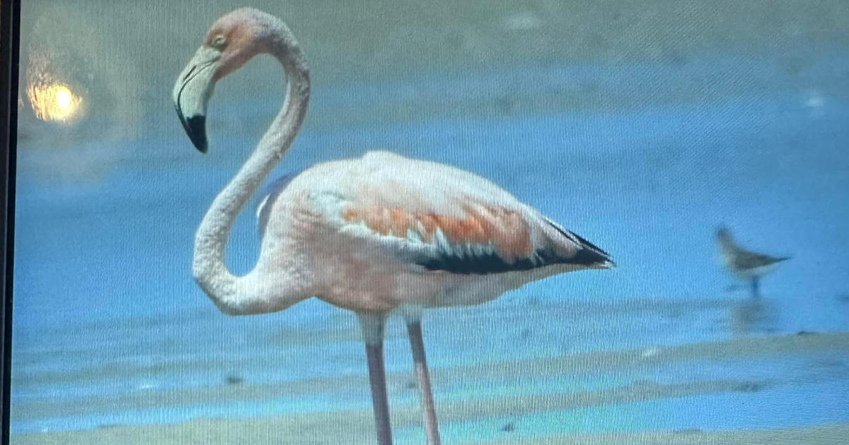 Flamingo spotted in Massachusetts again "enjoying Cape Cod like the rest of us"