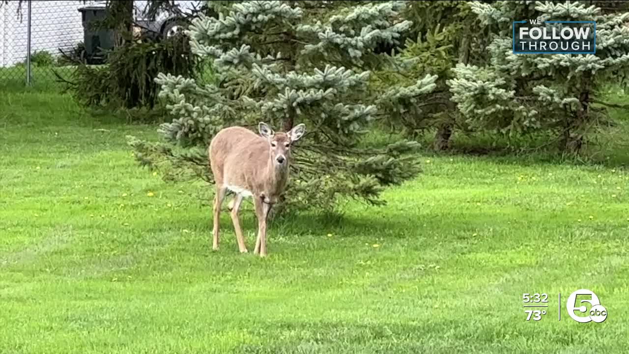 Parma credits less property damage, fewer car accidents to inaugural deer culling operation