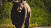 'It was a very interesting start to the day' | Officials and residents describe seeing a bear's trek through the city of Ludington