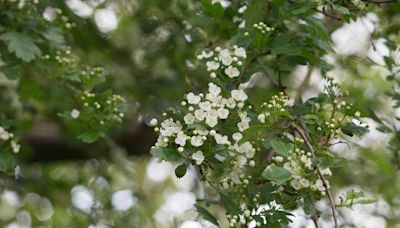 Our friend has warned us against planting a hawthorn boundary hedge. What can we use instead?