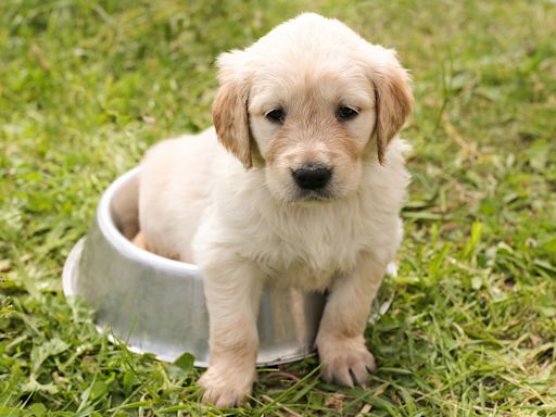 Puppy blues: When bringing home Fido isn't all sunshine and tail wags