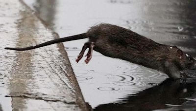 Nueva York realiza una cumbre nacional... para acabar con las ratas de la ciudad