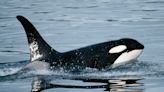 Killer Whales Sink Boat Off Morocco in 45-Minute Attack: 'Love of the Sea Always Wins'