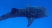 4. Whale Sharks of the Wild West