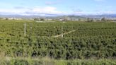 Málaga: el último árbol de la Vega de Mestanza