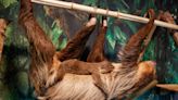 Noccalula Falls animal habitat adds baby sloth, toucan