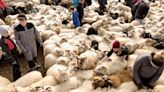 Tourists Can Take Part in Iceland’s Annual Sheep-Sorting Tradition (if They Ask Nicely)