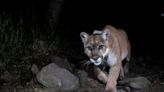 Famed Los Angeles mountain lion euthanized due to injuries, illness