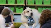 Tyler, giant dog who comforted kids amid pandemic, is retiring. Those are big paws to fill