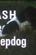 Flash the Sheepdog