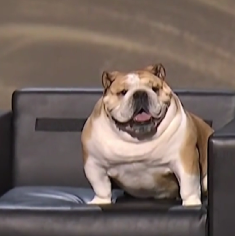 West Virginia Gov. Jim Justice’s Adorable Bulldog Stole the Show at the RNC