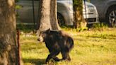 Hey there, bear! Black bear spotted meandering through Ludington