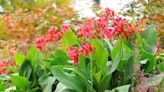 8 Essential Tips for Planting Cannas Properly