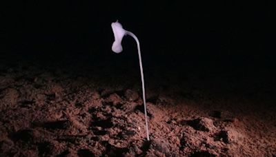 Alien-Looking Species Seen For First Time Ever in Ocean's Darkest Depths