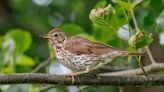 Lights out: Pennsylvania resident asked to turn off outdoor lights as bird migration ramps up