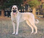 Kangal Shepherd Dog