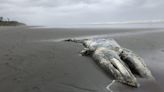 Good news for gray whales, as federal researchers declare end to West Coast die-off