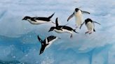 A new genetic analysis explains how penguins lost the ability to fly, headed south, and became excellent swimmers