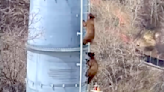 Watch these cute bear cubs climbing up a ski lift tower at Steamboat ski resort