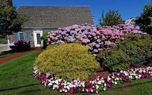 Hydrangea heaven: 9 places to see the season’s most spectacular blooms - The Boston Globe