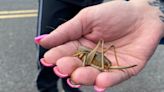 ‘Biblical’ swarms of giant Mormon crickets destroying crops in US West