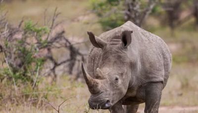 South African Scientists Inject Radioactive Material Into Horns Of Rhinos To Combat Poaching - News18