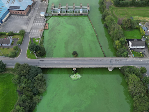What is blue-green algae and why is it a problem?