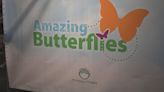The Flint Hills Discovery Center Opens New Temporary Exhibit: Amazing Butterflies