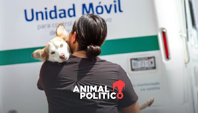 Congreso de CDMX aprueba que rescatistas de animales puedan recibir estímulos fiscales y financieros