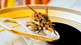 Get rid of wasps from your home with very effective 3-ingredient homemade spray