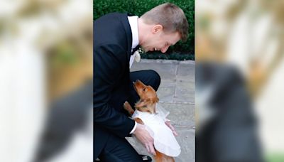 Groom and dog go viral for adorable 1st look at wedding
