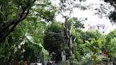 Health audit of Golf Green trees: '4 Krishnachura, 1 Debdaru, 1 Kadam need to be felled'