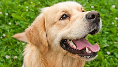 Actress Jennifer Garner Makes Her Golden Retriever's Birthday Wish Come True