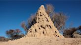 “Astonishing” Discovery – 34,000-Year-Old Inhabited Termite Mounds Discovered in South Africa