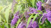 When to cut buddleja back if you love your perfect purple blooms