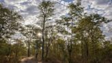 Vast African Forests Store Twice as Much Carbon as Previously Thought